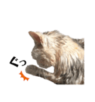三毛猫ハリーちゃんの感謝のLast STAMP（個別スタンプ：16）