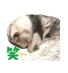 三毛猫ハリーちゃんの感謝のLast STAMP（個別スタンプ：17）