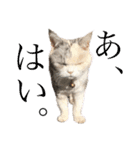 三毛猫ハリーちゃんの感謝のLast STAMP（個別スタンプ：19）