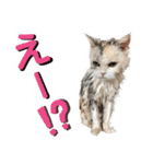 三毛猫ハリーちゃんの感謝のLast STAMP（個別スタンプ：20）