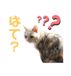 三毛猫ハリーちゃんの感謝のLast STAMP（個別スタンプ：21）