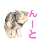 三毛猫ハリーちゃんの感謝のLast STAMP（個別スタンプ：22）