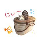 三毛猫ハリーちゃんの感謝のLast STAMP（個別スタンプ：23）