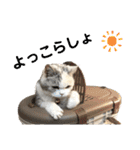 三毛猫ハリーちゃんの感謝のLast STAMP（個別スタンプ：24）