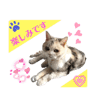 三毛猫ハリーちゃんの感謝のLast STAMP（個別スタンプ：25）