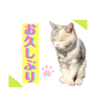 三毛猫ハリーちゃんの感謝のLast STAMP（個別スタンプ：26）
