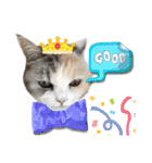 三毛猫ハリーちゃんの感謝のLast STAMP（個別スタンプ：27）