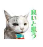 三毛猫ハリーちゃんの感謝のLast STAMP（個別スタンプ：28）