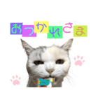 三毛猫ハリーちゃんの感謝のLast STAMP（個別スタンプ：29）