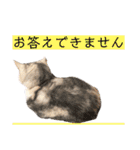 三毛猫ハリーちゃんの感謝のLast STAMP（個別スタンプ：30）