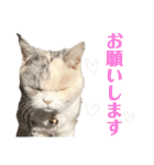 三毛猫ハリーちゃんの感謝のLast STAMP（個別スタンプ：31）