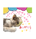三毛猫ハリーちゃんの感謝のLast STAMP（個別スタンプ：32）