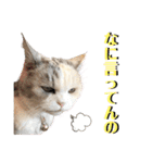 三毛猫ハリーちゃんの感謝のLast STAMP（個別スタンプ：33）