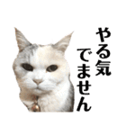 三毛猫ハリーちゃんの感謝のLast STAMP（個別スタンプ：34）