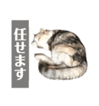 三毛猫ハリーちゃんの感謝のLast STAMP（個別スタンプ：36）