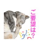 三毛猫ハリーちゃんの感謝のLast STAMP（個別スタンプ：37）