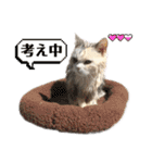 三毛猫ハリーちゃんの感謝のLast STAMP（個別スタンプ：38）