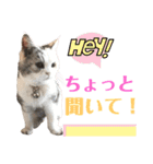 三毛猫ハリーちゃんの感謝のLast STAMP（個別スタンプ：39）