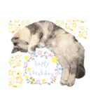 三毛猫ハリーちゃんの感謝のLast STAMP（個別スタンプ：40）