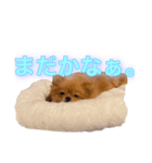 皆のアイドルむぎさんスタンプ（個別スタンプ：5）