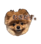 皆のアイドルむぎさんスタンプ（個別スタンプ：6）