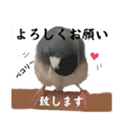 桜文鳥わすけ かしこまりわす【改訂版】（個別スタンプ：3）