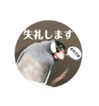 桜文鳥わすけ かしこまりわす【改訂版】（個別スタンプ：4）