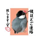 桜文鳥わすけ かしこまりわす【改訂版】（個別スタンプ：5）