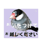 桜文鳥わすけ かしこまりわす【改訂版】（個別スタンプ：8）