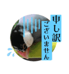 桜文鳥わすけ かしこまりわす【改訂版】（個別スタンプ：10）