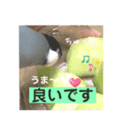 桜文鳥わすけ かしこまりわす【改訂版】（個別スタンプ：14）