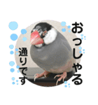 桜文鳥わすけ かしこまりわす【改訂版】（個別スタンプ：17）