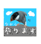 桜文鳥わすけ かしこまりわす【改訂版】（個別スタンプ：19）