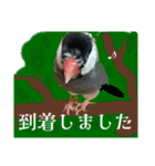 桜文鳥わすけ かしこまりわす【改訂版】（個別スタンプ：20）