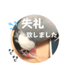 桜文鳥わすけ かしこまりわす【改訂版】（個別スタンプ：21）