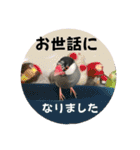 桜文鳥わすけ かしこまりわす【改訂版】（個別スタンプ：22）