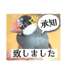 桜文鳥わすけ かしこまりわす【改訂版】（個別スタンプ：23）