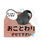 桜文鳥わすけ かしこまりわす【改訂版】（個別スタンプ：24）