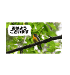 琥珀としずく（個別スタンプ：3）