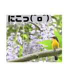 琥珀としずく（個別スタンプ：5）