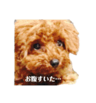 憂鬱なトイプードル2（個別スタンプ：15）