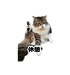 ねこねこ会社員。（個別スタンプ：3）