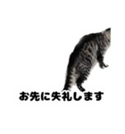 ねこねこ会社員。（個別スタンプ：16）