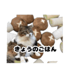 ねこねこ会社員。（個別スタンプ：31）