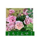 春の花に会えた！（個別スタンプ：1）