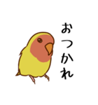 荒ぶるコザクラインコたち（個別スタンプ：3）