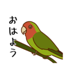 荒ぶるコザクラインコたち（個別スタンプ：5）