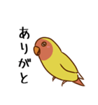 荒ぶるコザクラインコたち（個別スタンプ：8）