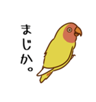 荒ぶるコザクラインコたち（個別スタンプ：9）