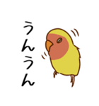 荒ぶるコザクラインコたち（個別スタンプ：13）